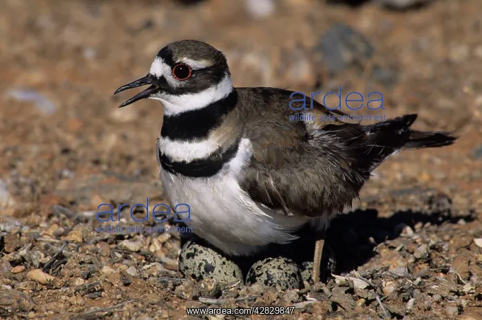 : Killdeer - On nest with eggs : Killdeer - On nest with eggs