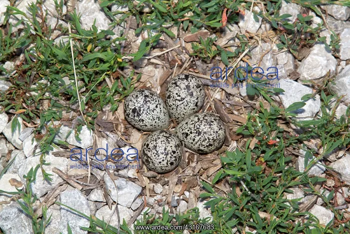 : Killdeer nest with eggs : Killdeer nest with eggs