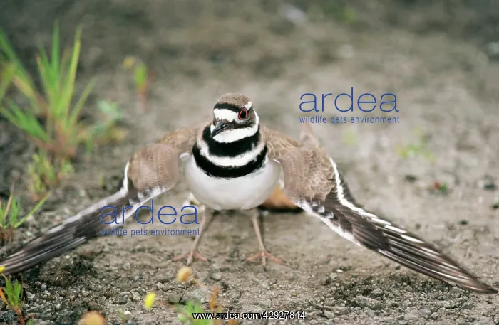 : Killdeer Plover : Killdeer Plover