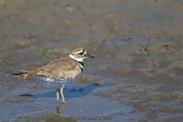 : Killdeer Plover : Killdeer Plover