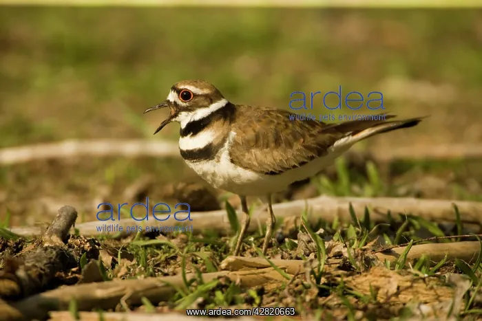 : Killdeer Plover - Beak open : Killdeer Plover - Beak open
