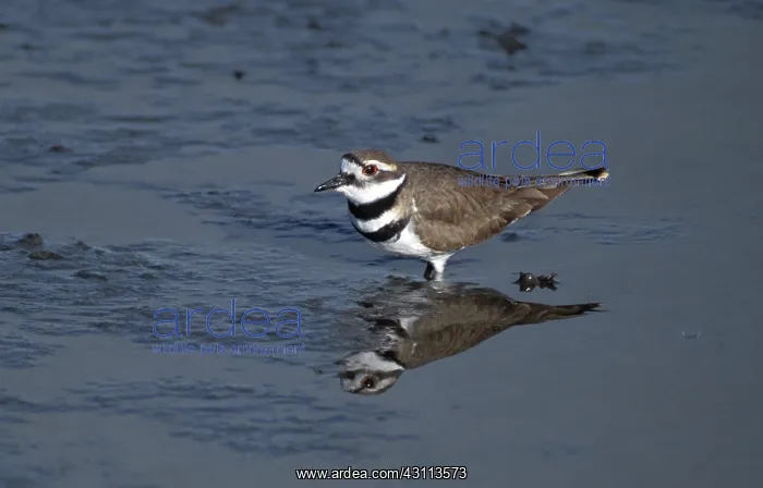 : Killdeer plover (Charadrius vociferus) : Killdeer plover (Charadrius vociferus)