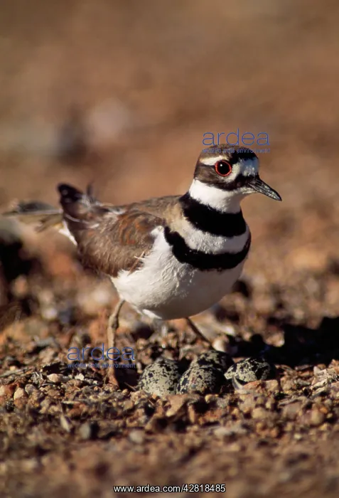 : Killdeer Plover - on nest : Killdeer Plover - on nest