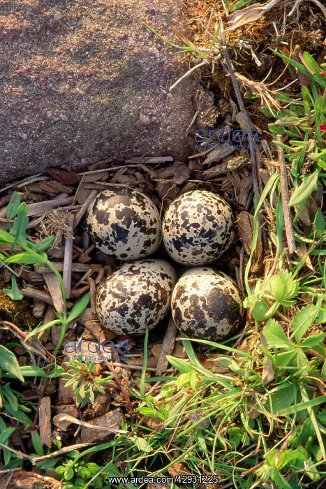 : Killdeer Plover - nest with eggs - in farm field : Killdeer Plover - nest with eggs - in farm field