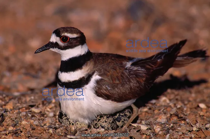 : Killdeer Plover - sitting on eggs in nest : Killdeer Plover - sitting on eggs in nest