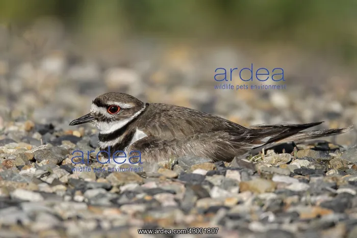 : Killdeer - sitting on nest on refuge roadside : Killdeer - sitting on nest on refuge roadside