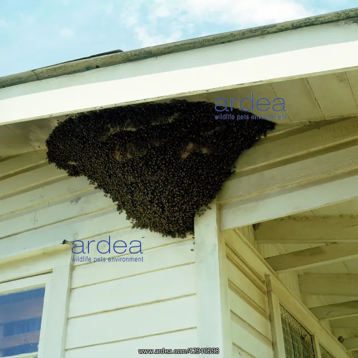 : KILLER / Africanized BEE - swarm on house : KILLER / Africanized BEE - swarm on house
