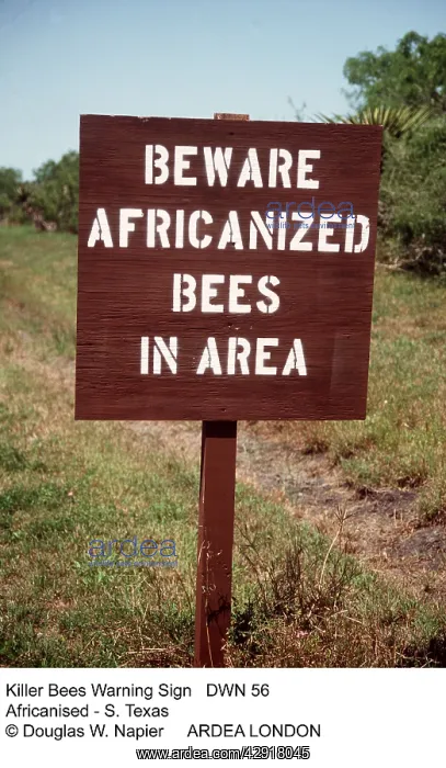 : KILLER / Africanized BEES - warning sign : KILLER / Africanized BEES - warning sign