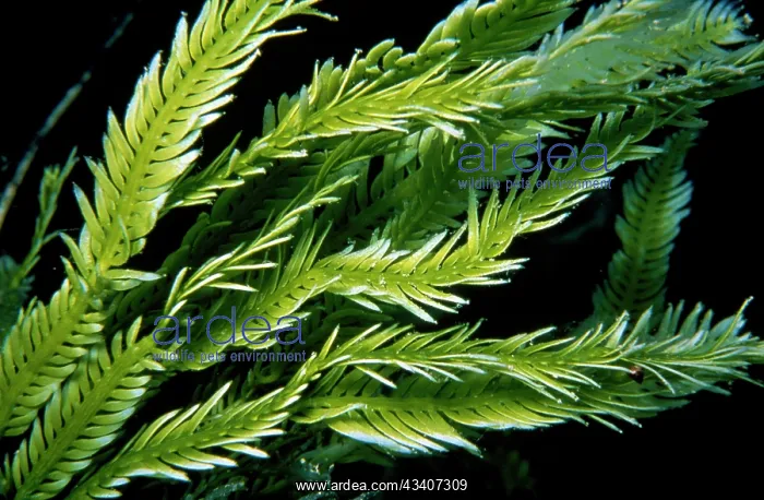 : Killer Algae - nThe Green Deatho Seaweed : Killer Algae - nThe Green Deatho Seaweed