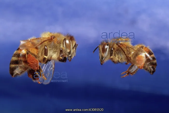 : Killer Bee Comparison : Killer Bee Comparison