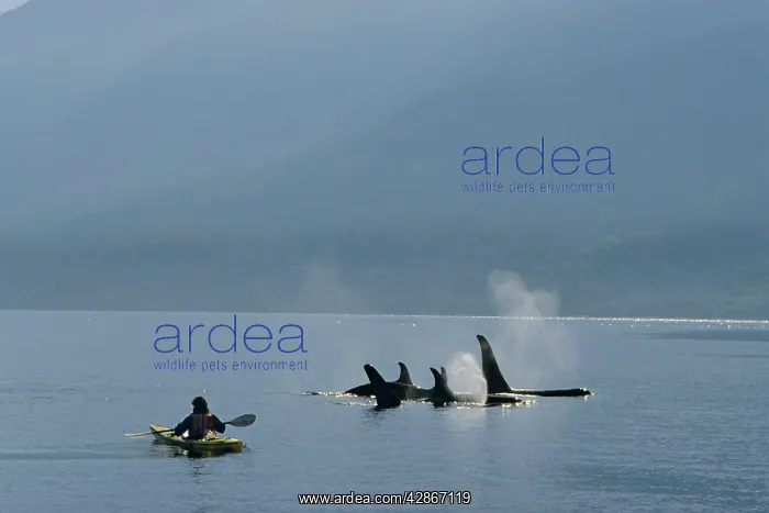  : Killer  /  Orca Whale - whale watching