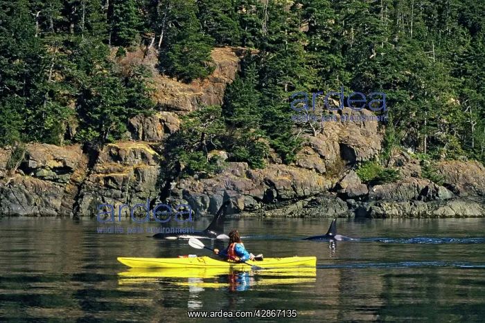 : Killer / Orca Whale - whale watching : Killer / Orca Whale - whale watching