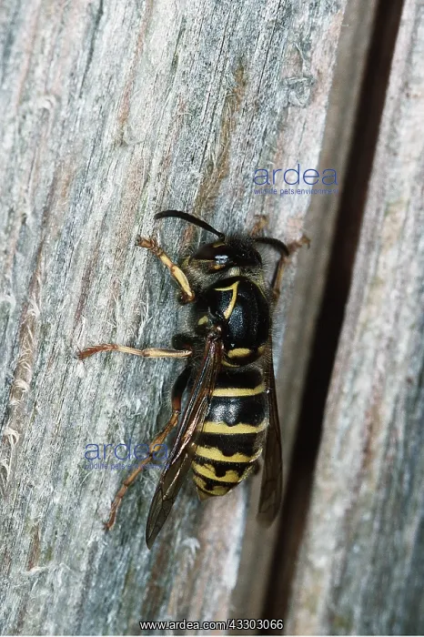 : KILLER WASP / Median wasp / German wasp - FEMALE : KILLER WASP / Median wasp / German wasp - FEMALE