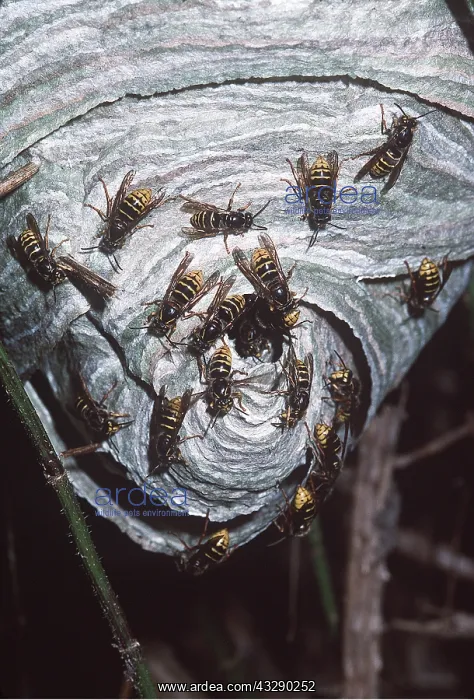 : KILLER WASPS / German wasp / Median wasp species at nest : KILLER WASPS / German wasp / Median wasp species at nest