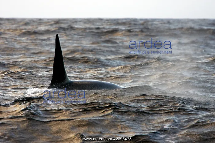 : Killer Whale : Killer Whale