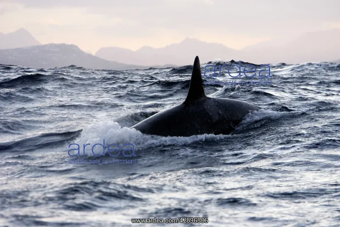 : Killer Whale : Killer Whale