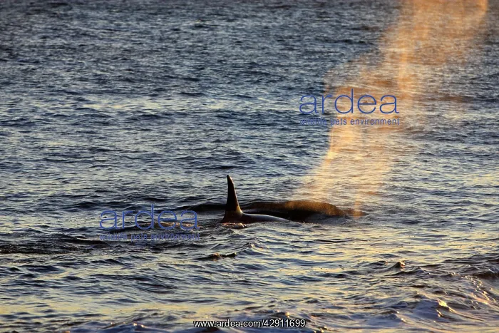 : Killer Whale : Killer Whale