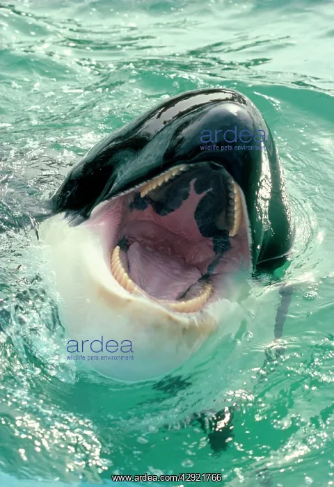 : Killer Whale : Killer Whale