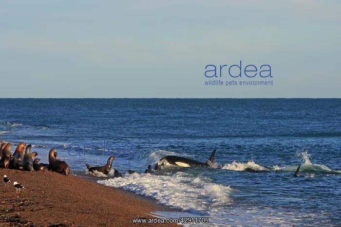 : Killer Whale - attacking sealion on beach : Killer Whale - attacking sealion on beach