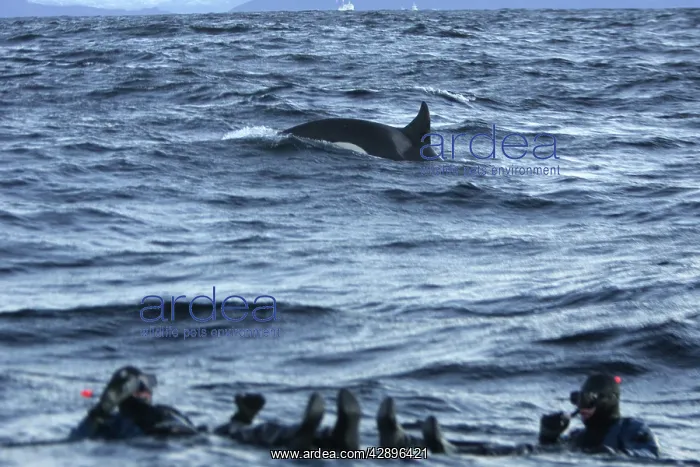 : Killer Whale - with divers in foreground : Killer Whale - with divers in foreground