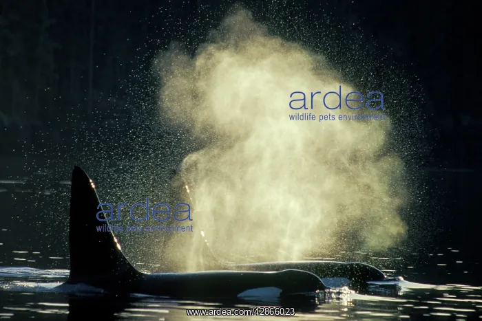 : Killer Whale / Orca - two : Killer Whale / Orca - two