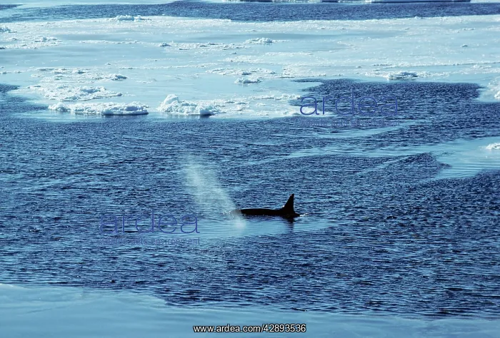: KILLER WHALE / Orca : KILLER WHALE / Orca