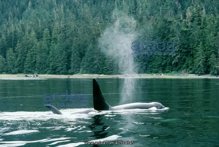 : Killer Whale / Orca : Killer Whale / Orca