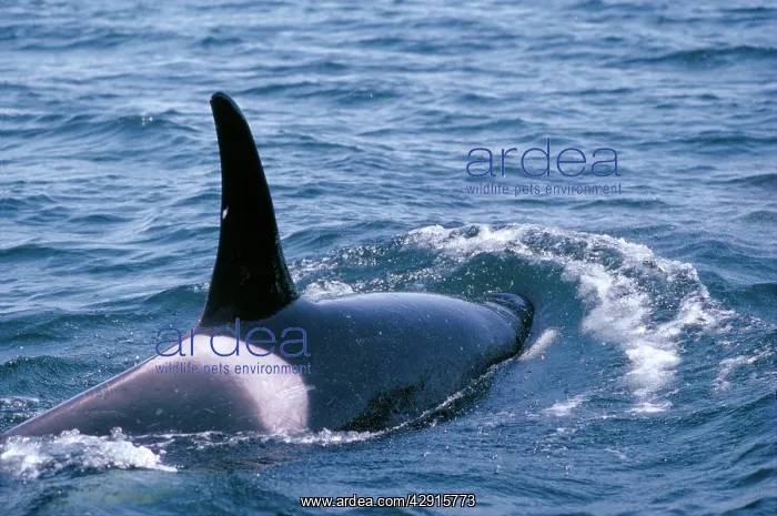 : KILLER WHALE / Orca : KILLER WHALE / Orca