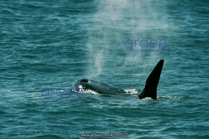 : Killer Whale / Orca : Killer Whale / Orca