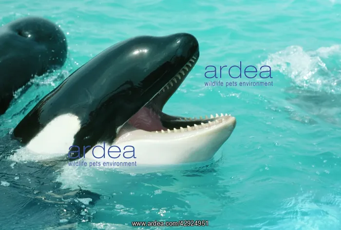 : Killer Whale / Orca : Killer Whale / Orca
