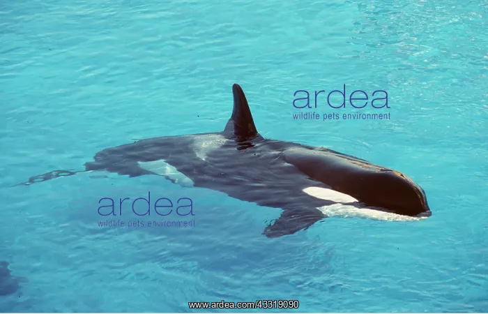 : KILLER WHALE / Orca : KILLER WHALE / Orca