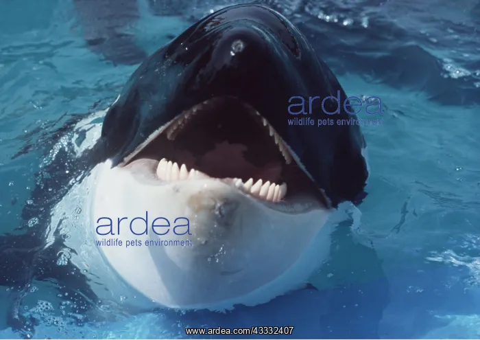 : KILLER WHALE / Orca : KILLER WHALE / Orca