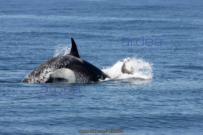 : Killer whale / Orca - activity during an attack : Killer whale / Orca - activity during an attack