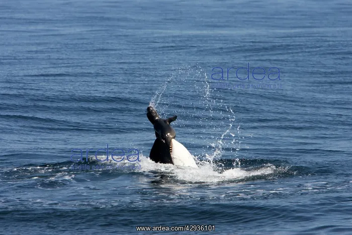 : Killer whale / Orca - activity during an attack : Killer whale / Orca - activity during an attack