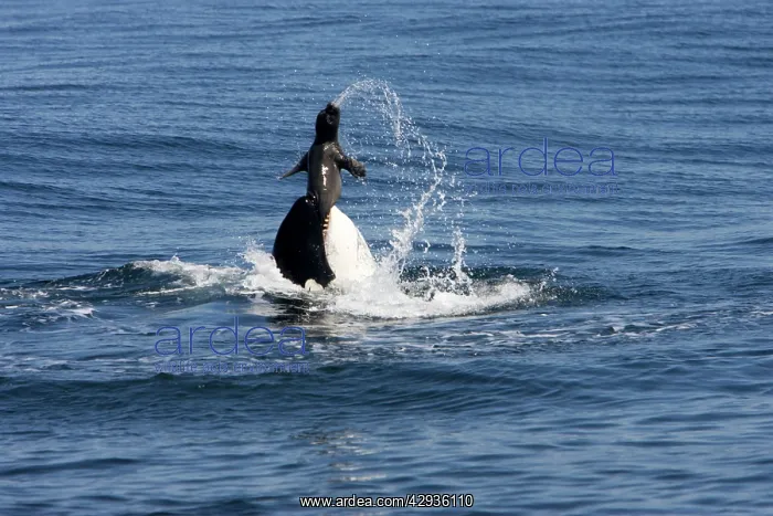 : Killer whale / Orca - activity during an attack : Killer whale / Orca - activity during an attack