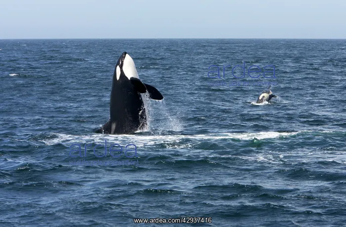 : Killer whale / Orca - adult, breaching. To the : Killer whale / Orca - adult, breaching. To the