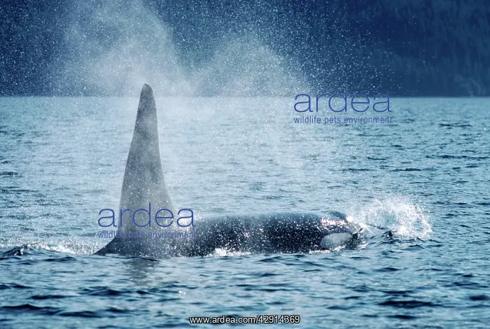 : Killer Whale / Orca - adult male : Killer Whale / Orca - adult male