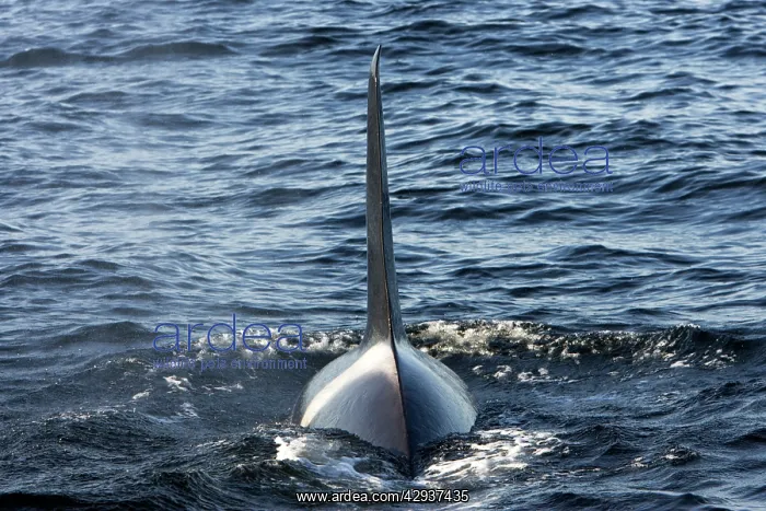 : Killer whale / Orca - adult male with characteristic : Killer whale / Orca - adult male with characteristic