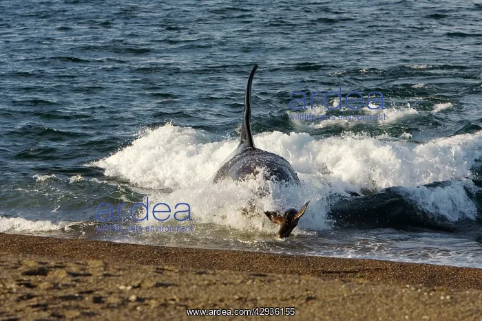 : Killer whale / Orca - The adult male known as MEL : Killer whale / Orca - The adult male known as MEL