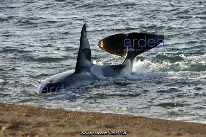 : Killer whale / Orca - The adult male known as MEL : Killer whale / Orca - The adult male known as MEL