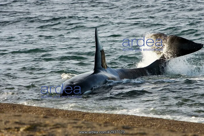 : Killer whale, Orca - The adult male known as MEL : Killer whale, Orca - The adult male known as MEL