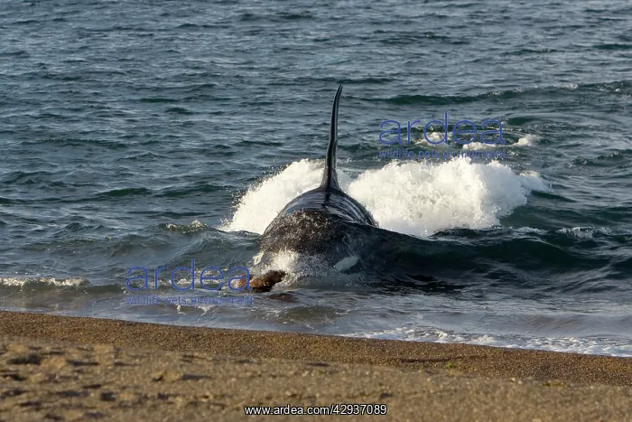 : Killer whale / Orca - The adult male known as MEL : Killer whale / Orca - The adult male known as MEL