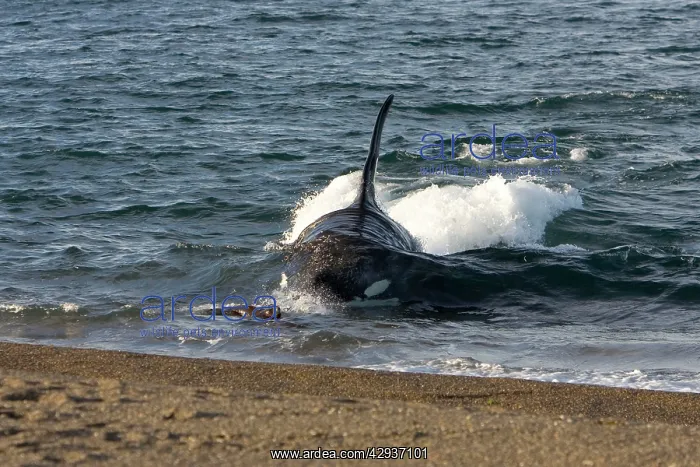 : Killer whale / Orca - The adult male known as MEL : Killer whale / Orca - The adult male known as MEL