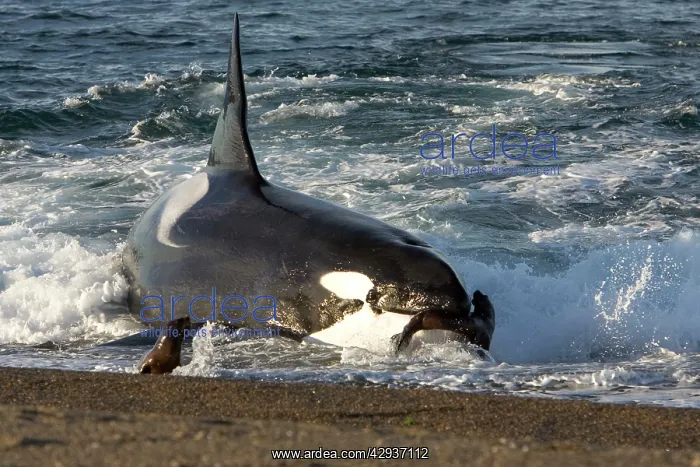 : Killer whale / Orca - The adult male known as MEL : Killer whale / Orca - The adult male known as MEL