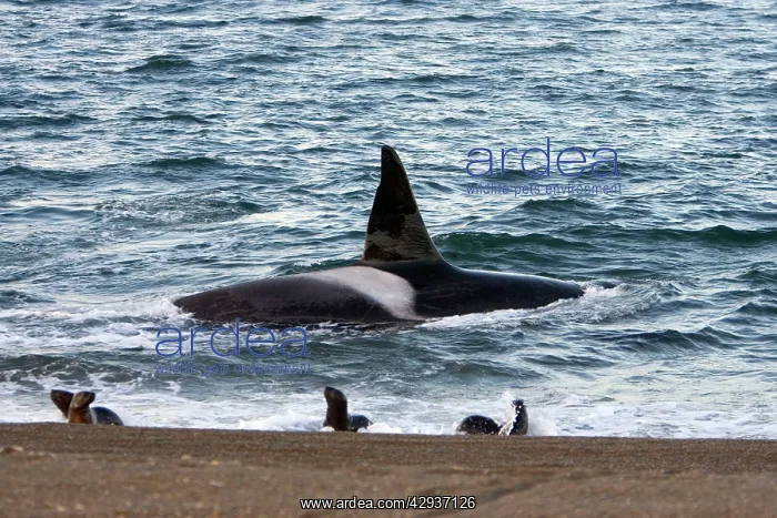 : Killer whale / Orca - The adult male known as MEL : Killer whale / Orca - The adult male known as MEL