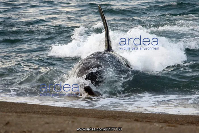 : Killer whale / Orca - The adult male known as MEL : Killer whale / Orca - The adult male known as MEL