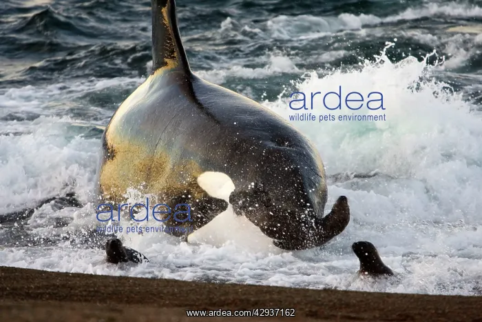 : Killer whale / Orca - The adult male known as MEL : Killer whale / Orca - The adult male known as MEL
