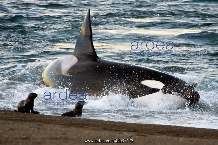 : Killer whale / Orca - The adult male known as MEL : Killer whale / Orca - The adult male known as MEL