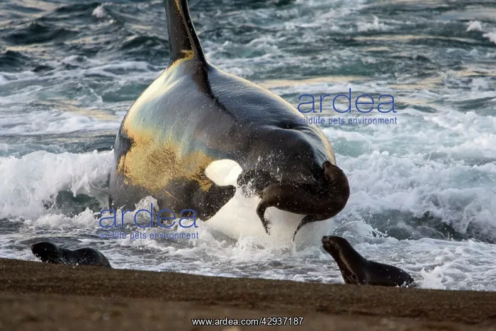 : Killer whale / Orca - The adult male known as MEL : Killer whale / Orca - The adult male known as MEL