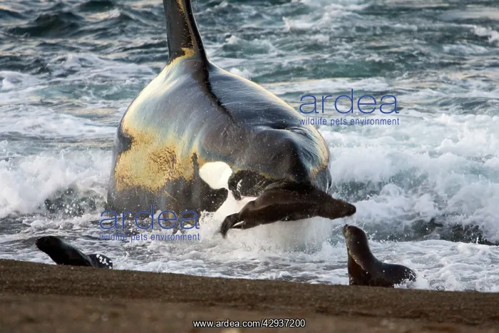 : Killer whale / Orca - The adult male known as MEL : Killer whale / Orca - The adult male known as MEL
